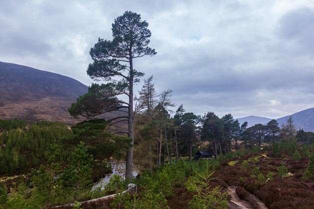 Braemar